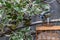 Bluetit, cyanistes caeruleus, fledgeling and adult looking at a garden suet bird feeder