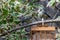 Bluetit, cyanistes caeruleus, fledgeling demand food from garden feeder