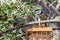 Bluetit, cyanistes caeruleus, fledgeling demand food from garden feeder