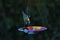 Bluetit Cyanistes caeruleus swinging on bird feeder`
