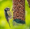 Bluetit on feeder