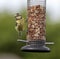 A Bluetit feeding from a bird feeder.