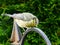 Bluetit on a hoop