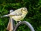 Bluetit on a hoop