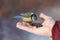 Bluetit on palm