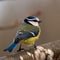 Bluetit (Parus caeruleus)