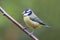 Bluetit (Parus caeruleus)