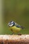 Bluetit (Parus caeruleus)