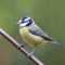 Bluetit (Parus caeruleus)