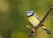 Bluetit (Parus caeruleus)