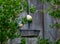 Bluetit perched on a garden feeder looking a a suet fat ball