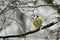 Bluetit perched in the snow