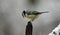 Bluetit perched in the snow