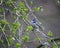 A bluetit perched in a tree in the woods