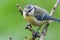 Bluetit perching on a branch