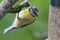 Bluetit perching on a branch