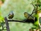 Bluetit`s on a twig