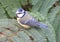 The bluetit sitting on ferns and waiting for the catch.