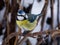 Bluetit on a twig