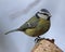 Bluetits perched on a branch in the woods