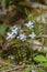 Bluets, Houstonia caerulus