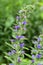 Blueweed echium vulgare