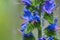 Blueweed Echium Vulgare also know as Viper`s Bugloss