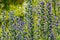 Blueweed flowers in a sunny meadow