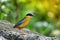 Bluewingedpitta a kind of bird that bird watchers pay attention because of the beautiful colors and its beautiful singing voice