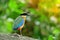 Bluewingedpitta a kind of bird that bird watchers pay attention because of the beautiful colors and its beautiful singing voice