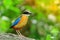 Bluewingedpitta a kind of bird that bird watchers pay attention because of the beautiful colors and its beautiful singing voice