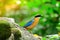 Bluewingedpitta a kind of bird that bird watchers pay attention because of the beautiful colors and its beautiful singing voice