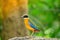 Bluewingedpitta a kind of bird that bird watchers pay attention because of the beautiful colors and its beautiful singing voice