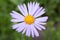 Bluish Aster, Aster tongolensis in bloom