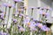 Bluish Aster, Aster tongolensis in bloom