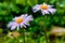 Bluish Aster tongolensis , family Compositae. two flowers. purple