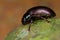 Bluish black beetle