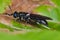 A bluish black sawfly