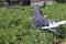 Bluish calm urban pigeon resting on the grass