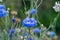 A bluish flower bud of a cornflower on a green background