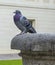 Bluish gray racing pigeon with dark spots resting on the ancient fountain.