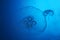 Bluish jellyfish