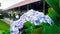 Bluish purple flower focus image, along with green fresh leaves, blurry building background