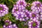 bluish purple flowers closeup. beautiful flower garden in the courtyard of the house. Primula scotica