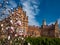 Bluming magnolia tree in garden of former residence of Bukovinian and Dalmatian metropolitans, Chernivtsi, Ukraine