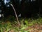 Blunt-headed tree snake raising its upper body