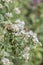 Blunt mountainmint Pycnanthemum muticum, flower with honeybees