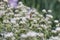 Blunt mountainmint Pycnanthemum muticum, flowering plant with honeybee