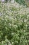 Blunt mountainmint Pycnanthemum muticum, flowering plants