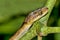 Blunthead Tree Snake, Corcovado National Park, Costa Rica